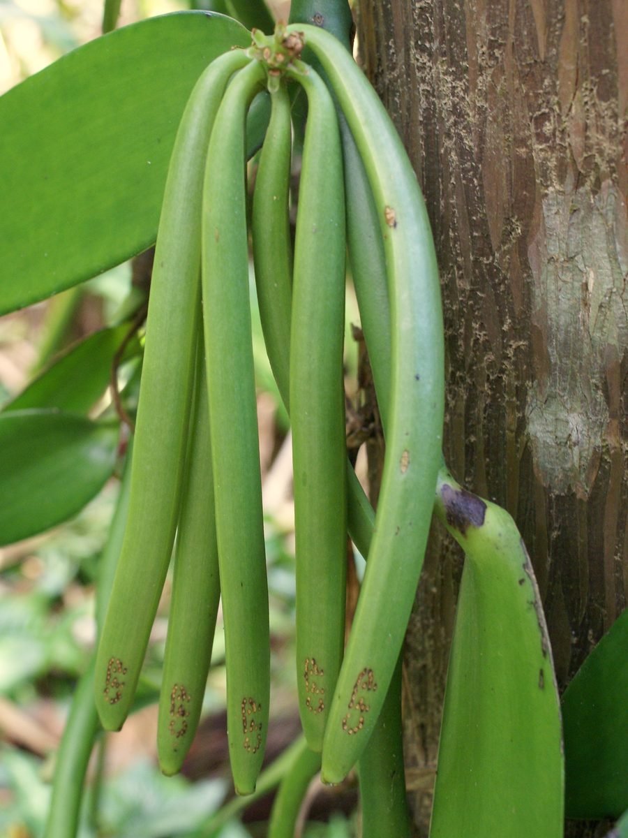 Cacho de favas verdes de baunilha pendurado no pé, junto ao tronco que serve de tutor
