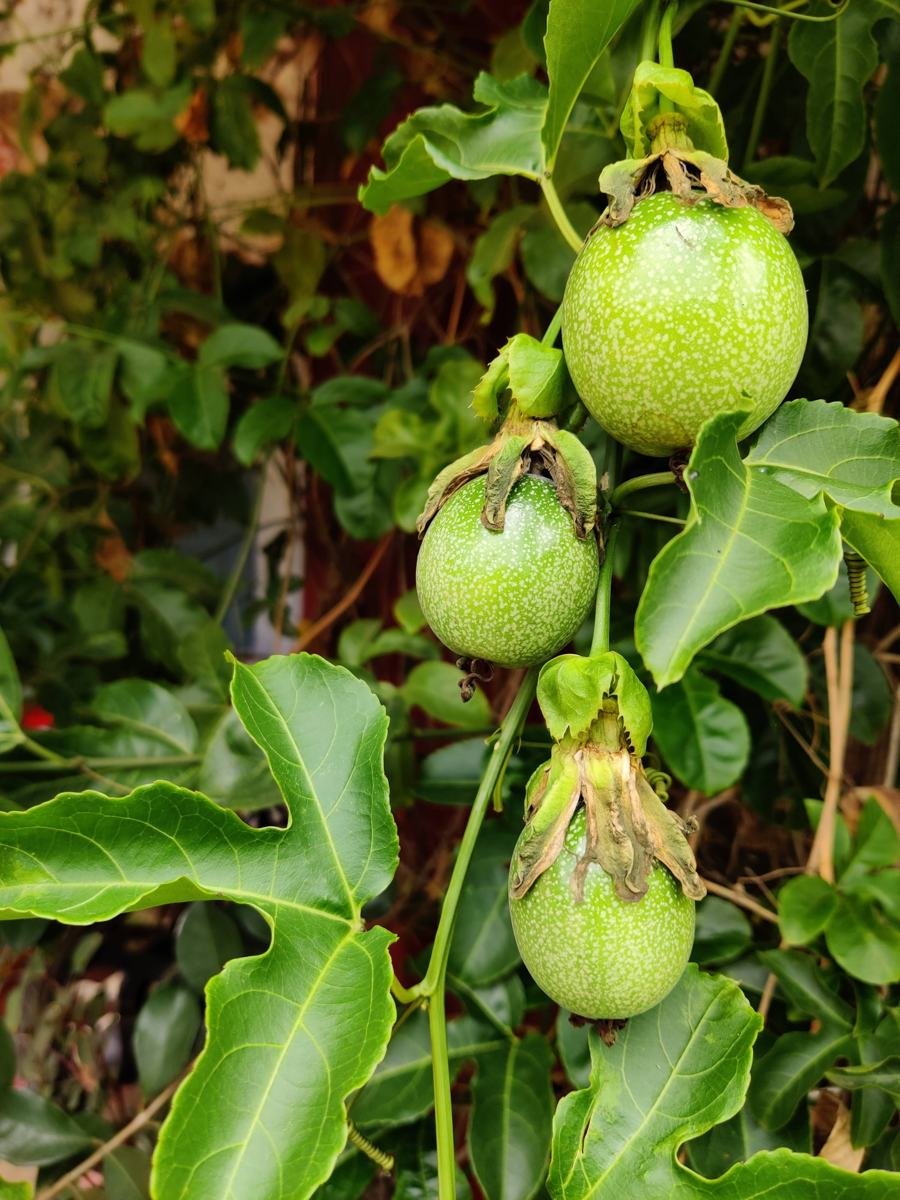 Maracujás verdes pendurados na planta, entre folhas