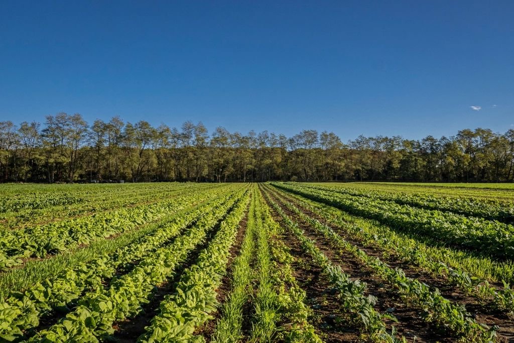 Canteiros de hortaliças em fileiras numa propriedade rural, sob céu azul